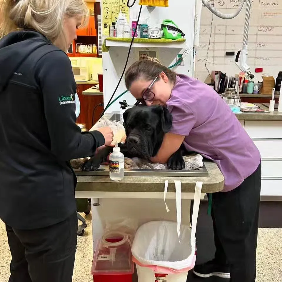 Happy ending in months-long effort to rescue dog
