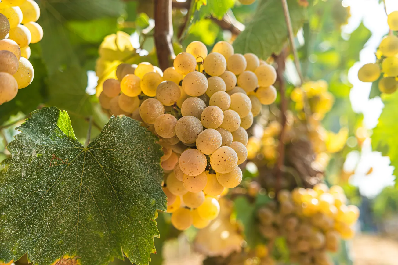 The Calistoga Wine Society varietal spotlight: Albariño